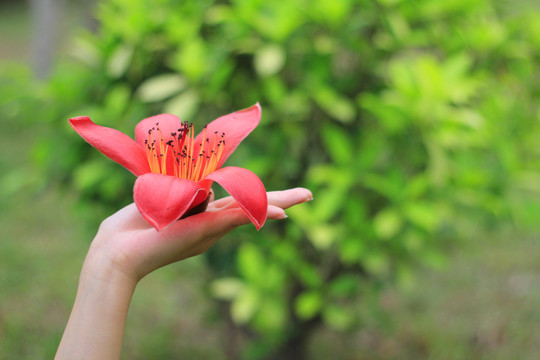 木棉花