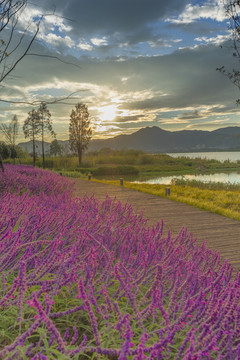 逆光鼠尾草紫色花自然景观