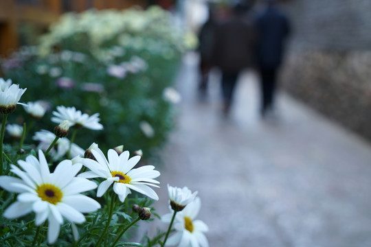 路边白色小花花丛花朵