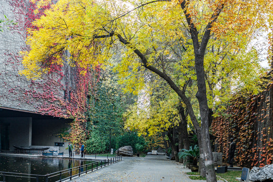 天津大学秋景