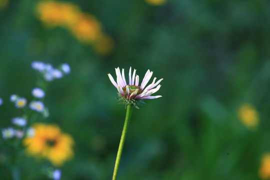 黑心菊