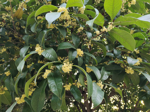 桂花树