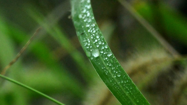 雨露