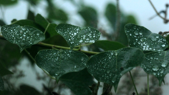 雨露