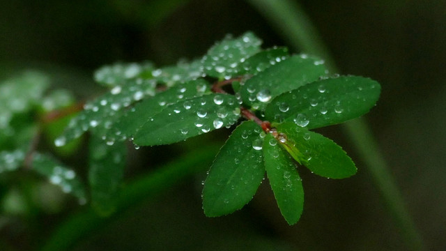 雨露