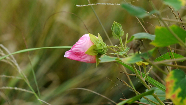 木芙蓉