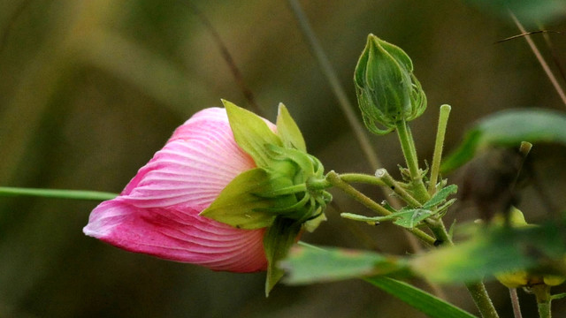 木芙蓉