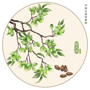 胖大海手繪