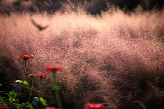 粉黛乱子草粉黛花海