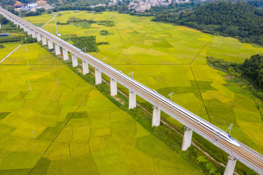 廣西梧州列車穿越豐收的稻田