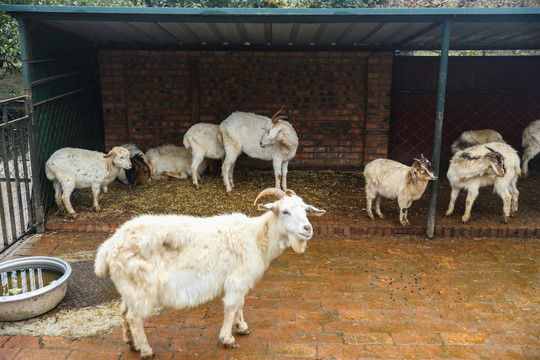 圈养羊