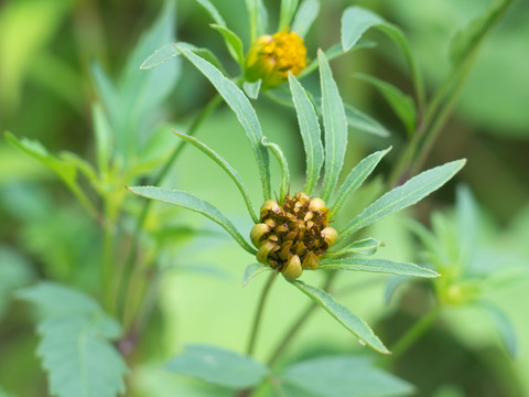 野生的菊科植物大狼杷草