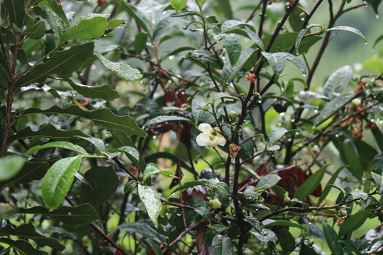 结满果实的老树茶