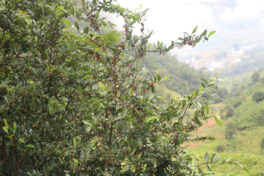 雨后结满果实的老树茶