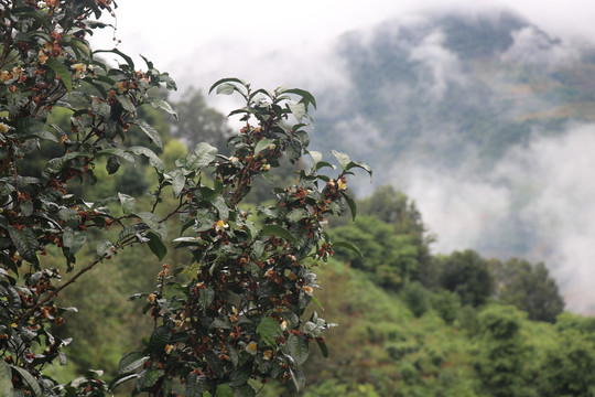 雨后结满果实的老树茶