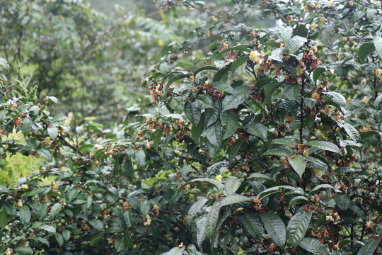 雨后结满果实的老树茶