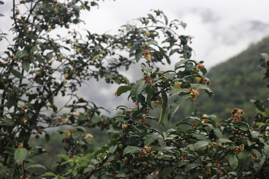 雨后结满果实的老树茶