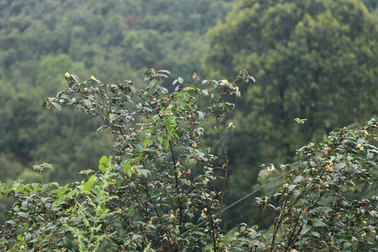 雨后结满果实的老树茶