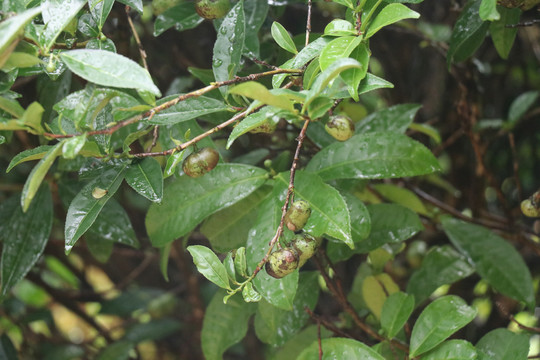 开花的老茶树