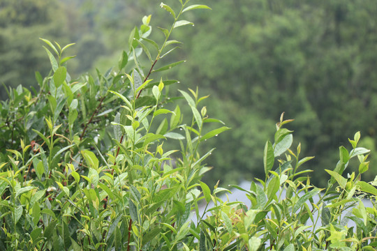 开花的老茶树