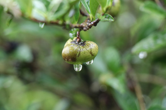 带露珠的茶树