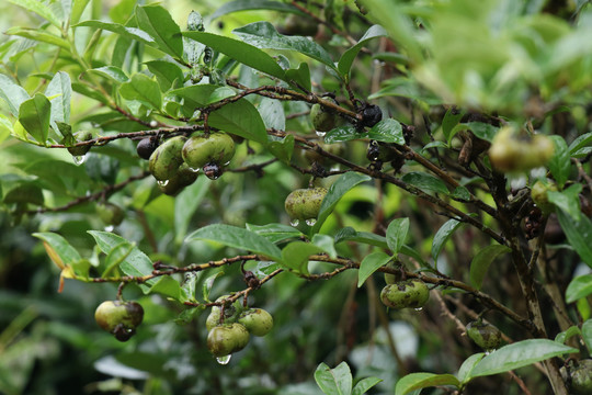 带露珠的茶树