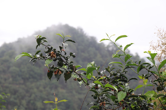 雨后结满果实的老树茶