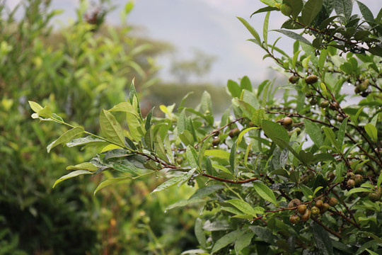 雨后结满果实的老树茶