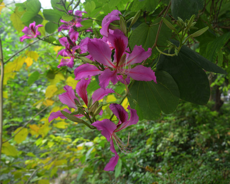 紫荆花