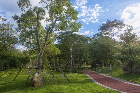 公园绿意风景