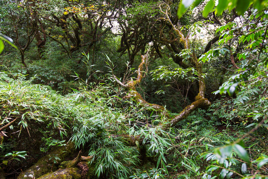 桂林猫儿山景区原始森林