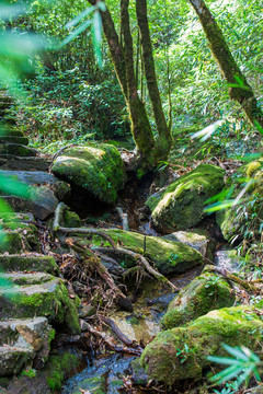 桂林猫儿山景区原始森林