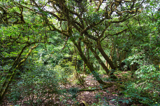 桂林猫儿山景区原始森林