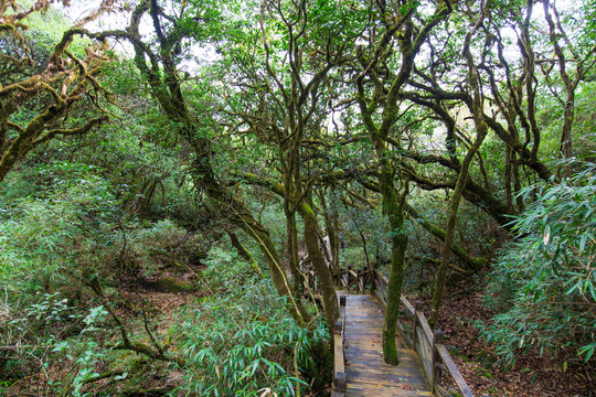 桂林猫儿山景区原始森林木栈道