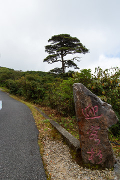 桂林猫儿山迎客杉