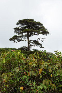 桂林猫儿山迎客杉