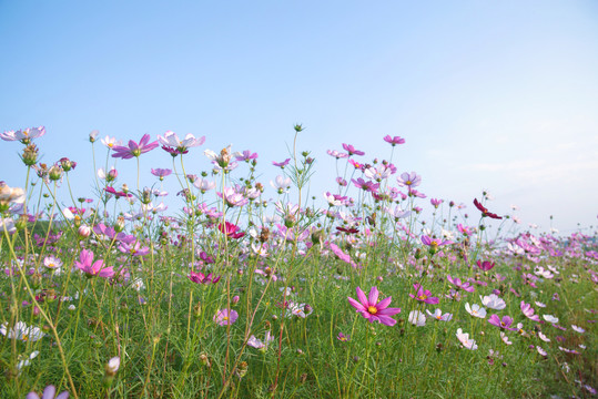 格桑花