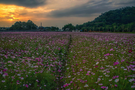 格桑花花田