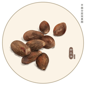 手繪胖大海