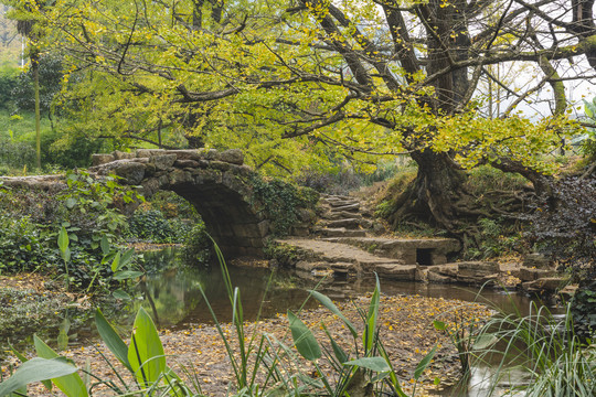 古老小桥银杏树自然景观
