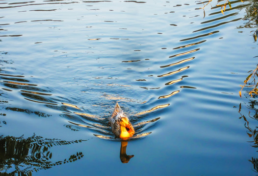 夕阳下游泳的鸭子