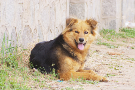 中华田园犬