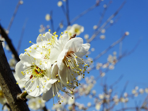 梅花