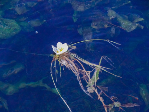 湖泊海菜花