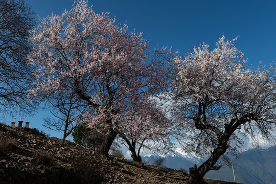 林芝桃花