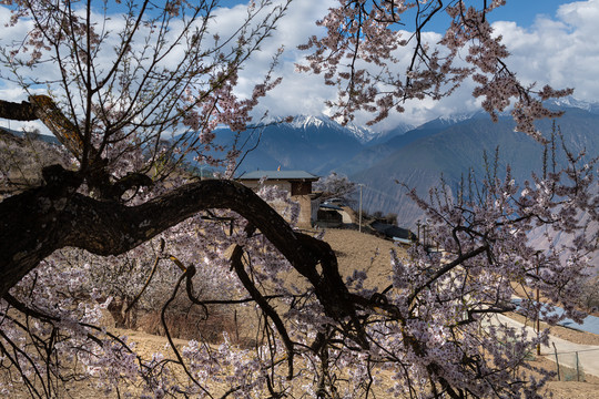 林芝桃花