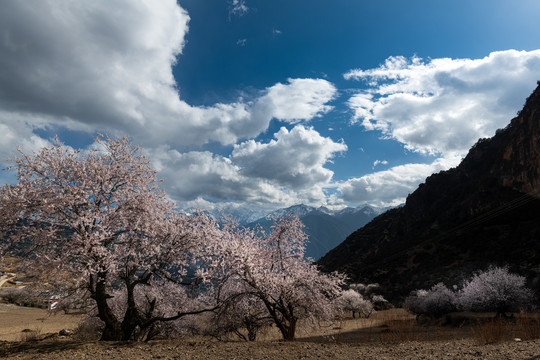 林芝桃花