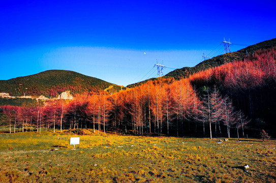 美姑龙头山林海雪原川西红叶