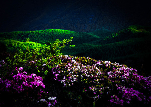 美姑索玛花海佛光绿色植被山脉