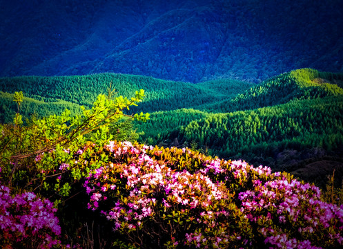 美姑索玛花海佛光绿色植被山脉